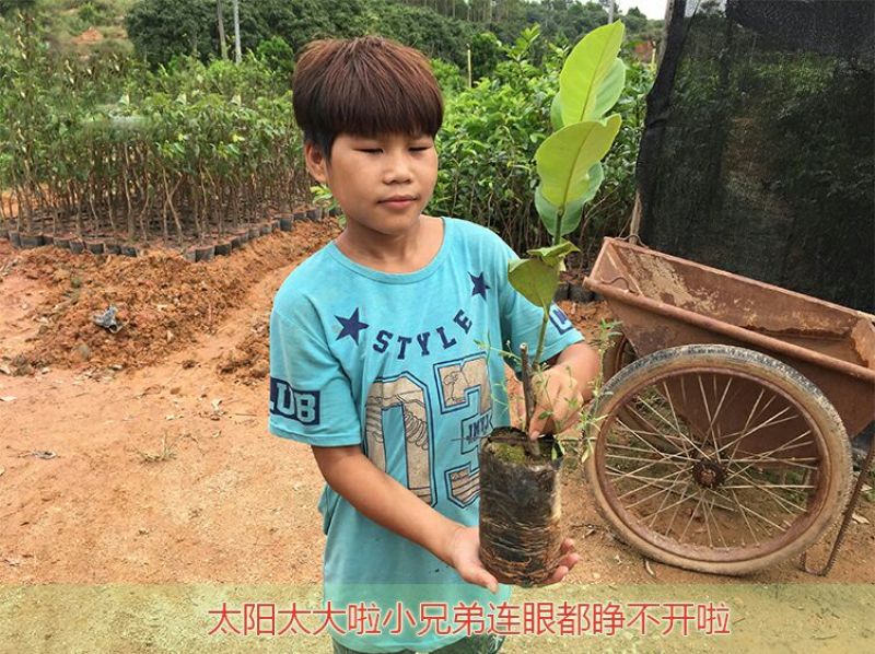榴莲蜜苗