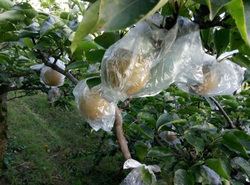 丰水梨/翠冠梨250~300g膜袋