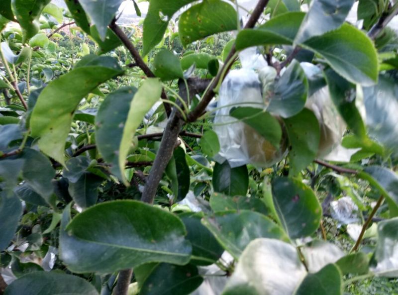 丰水梨/翠冠梨250~300g膜袋