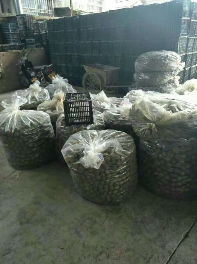产地大量批发罗汉果（鲜果/干果）