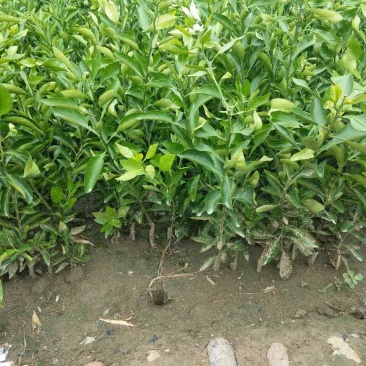 不知火，丑柑苗，红桔，香橙粘木，苗30~50cm