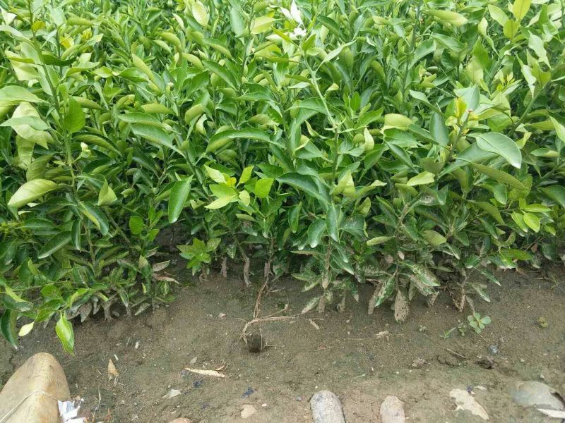 不知火，丑柑苗，红桔，香橙粘木，苗30~50cm