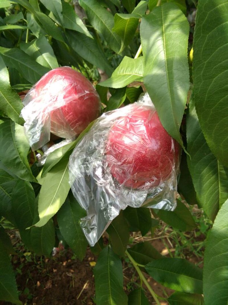 迎秋油桃杠九大量上市中，，口感脆甜，离核