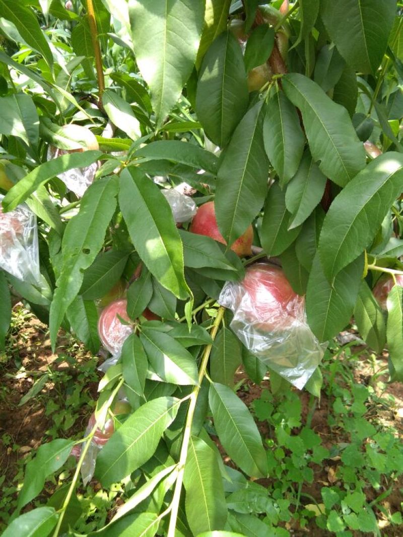 迎秋油桃杠九大量上市中，，口感脆甜，离核