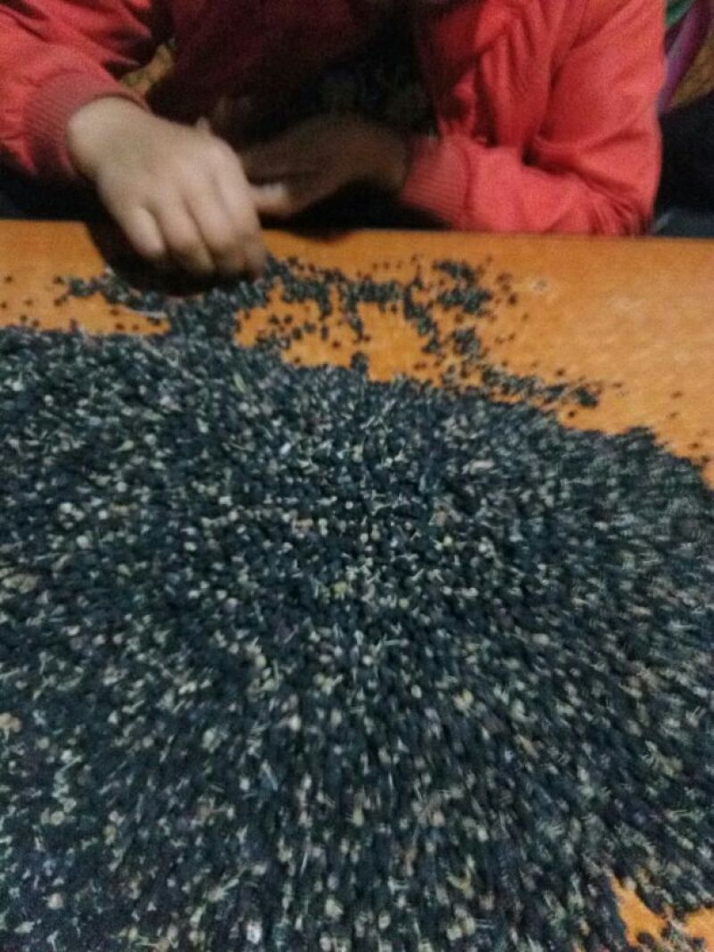 黑枸杞头茬干货
