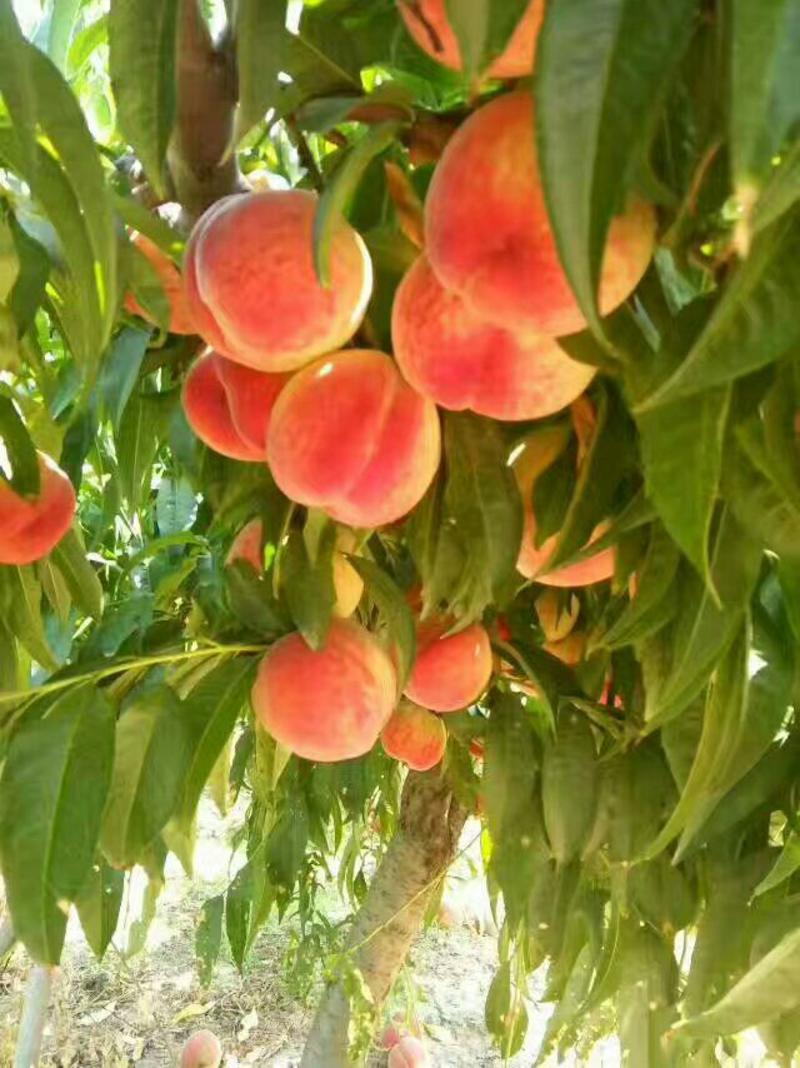 陕西优质红不软桃桃子基地各种桃子70mm以上香甜可口