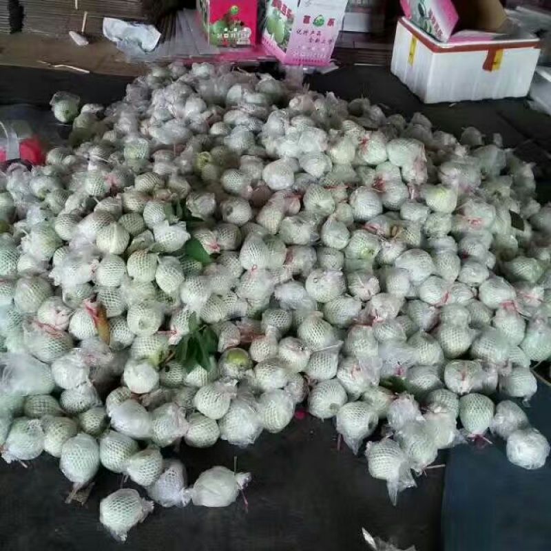 西瓜番石榴70~80mm红心
