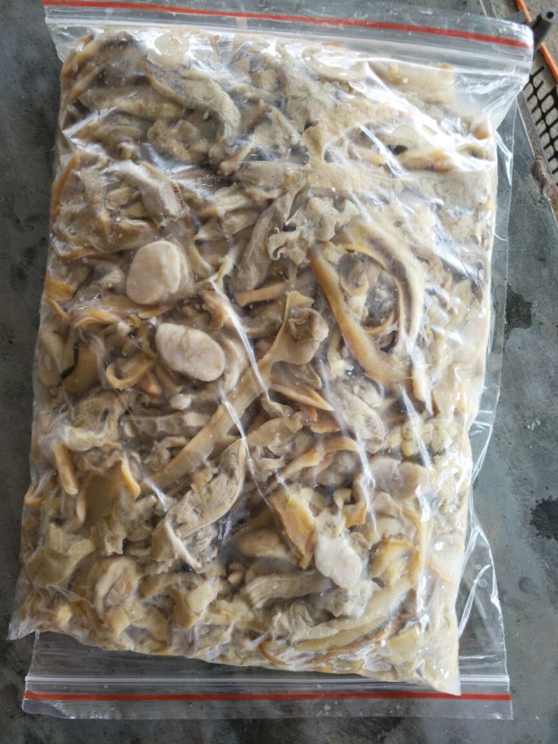 河蚌