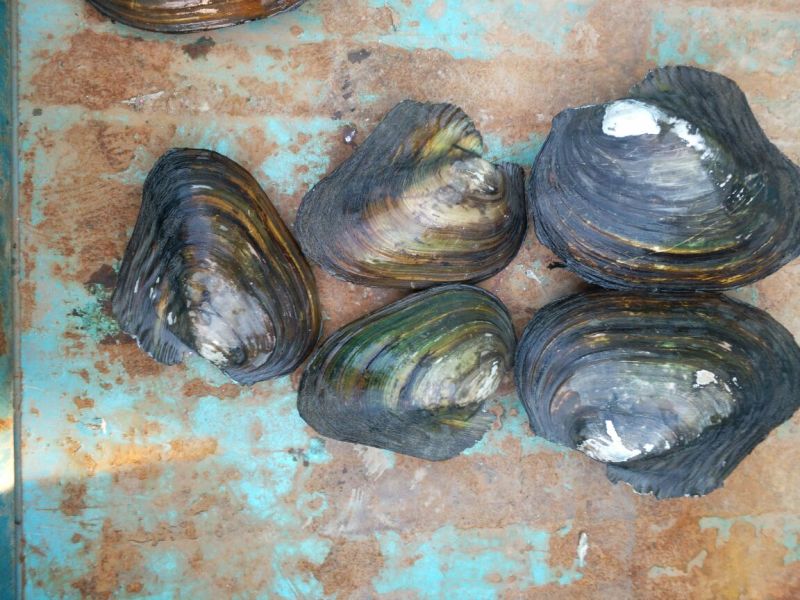 河蚌