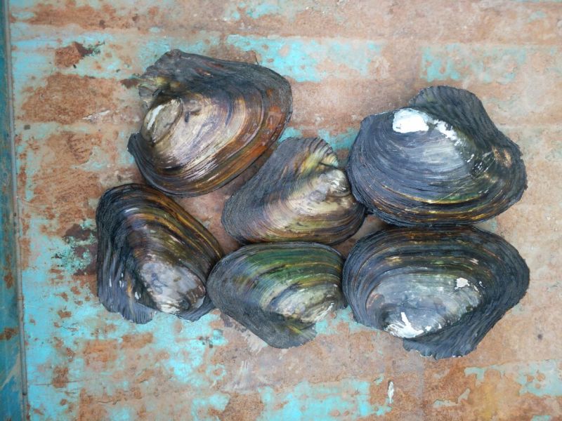 河蚌