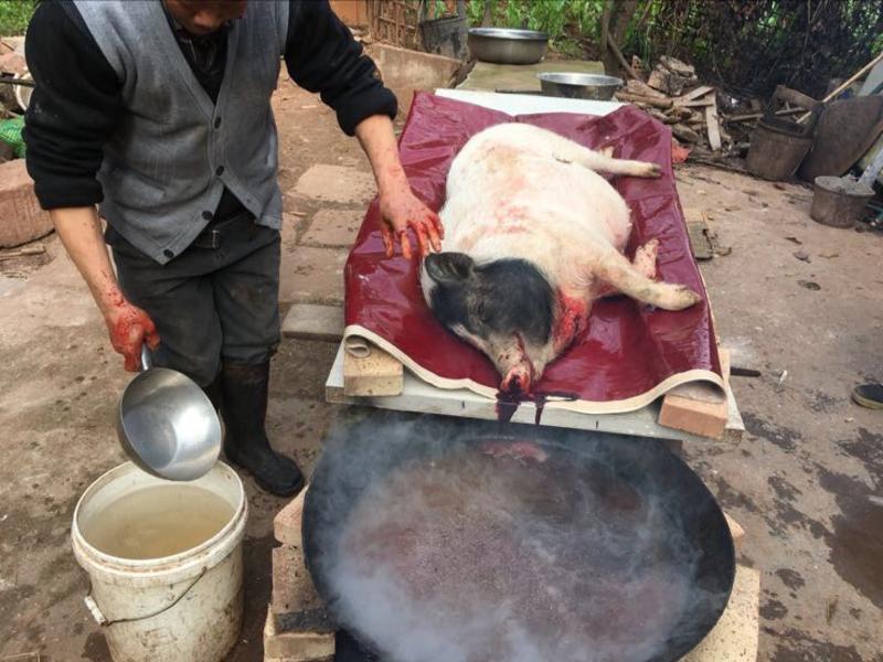 放养纯粮食喂养巴马香猪60～100斤，直接供应商