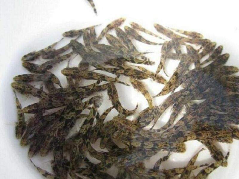【壳笋鱼苗】泰国笋壳鱼鱼苗笋壳鱼苗，售后技术指导