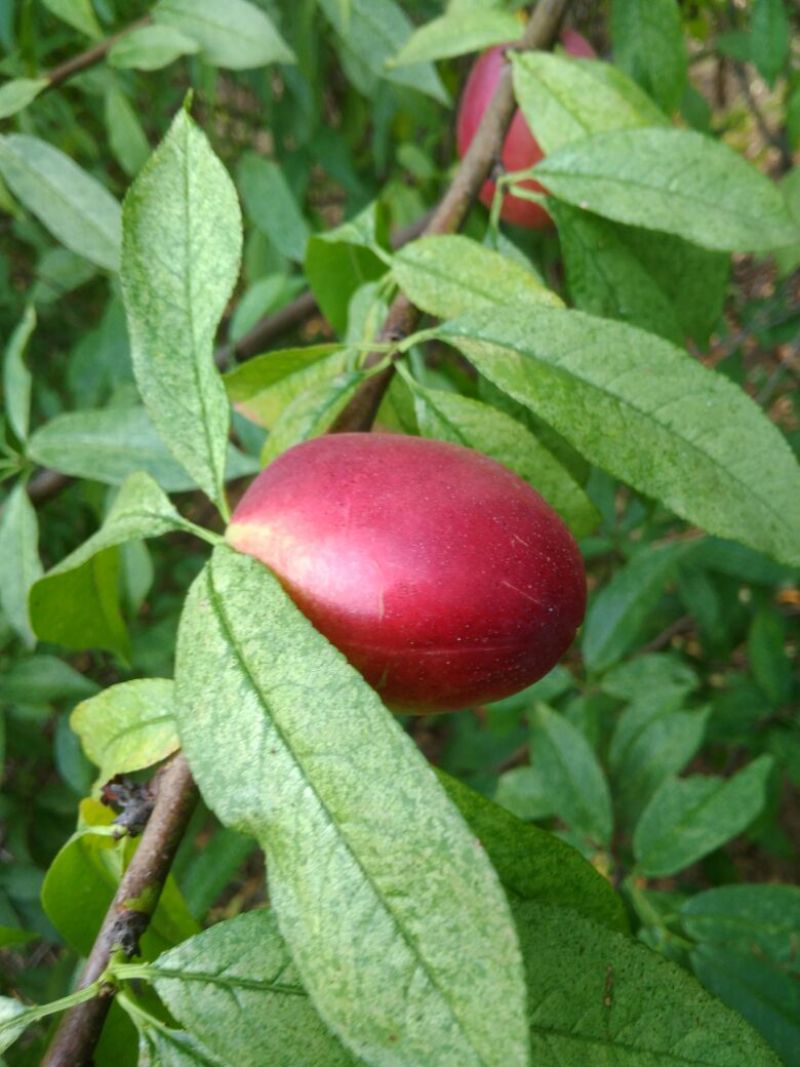 毛桃树苗70~80cm