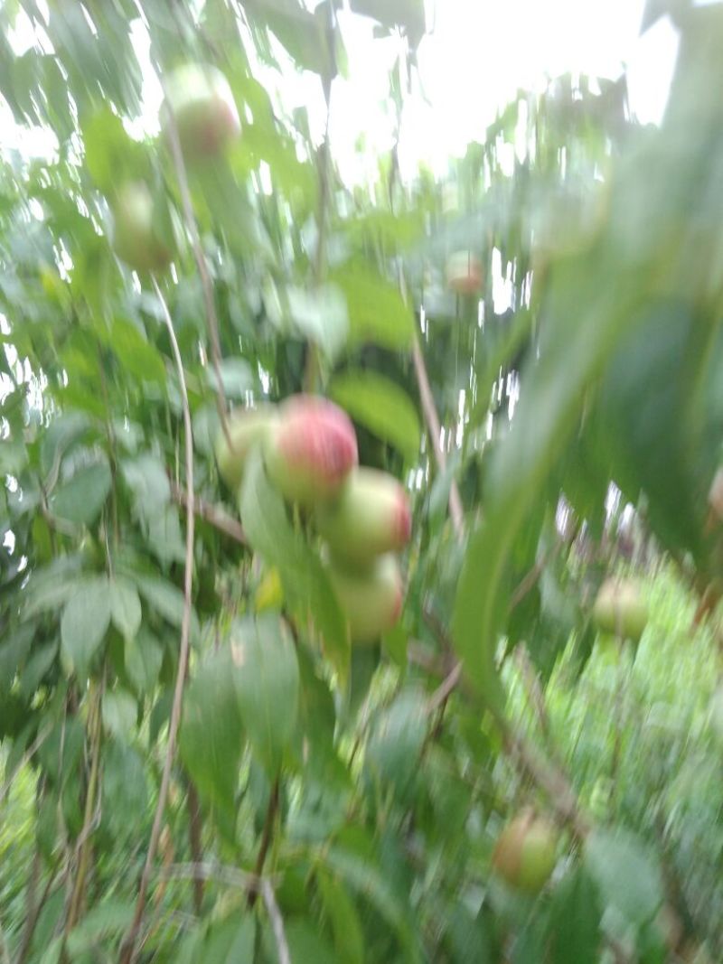毛桃树苗70~80cm