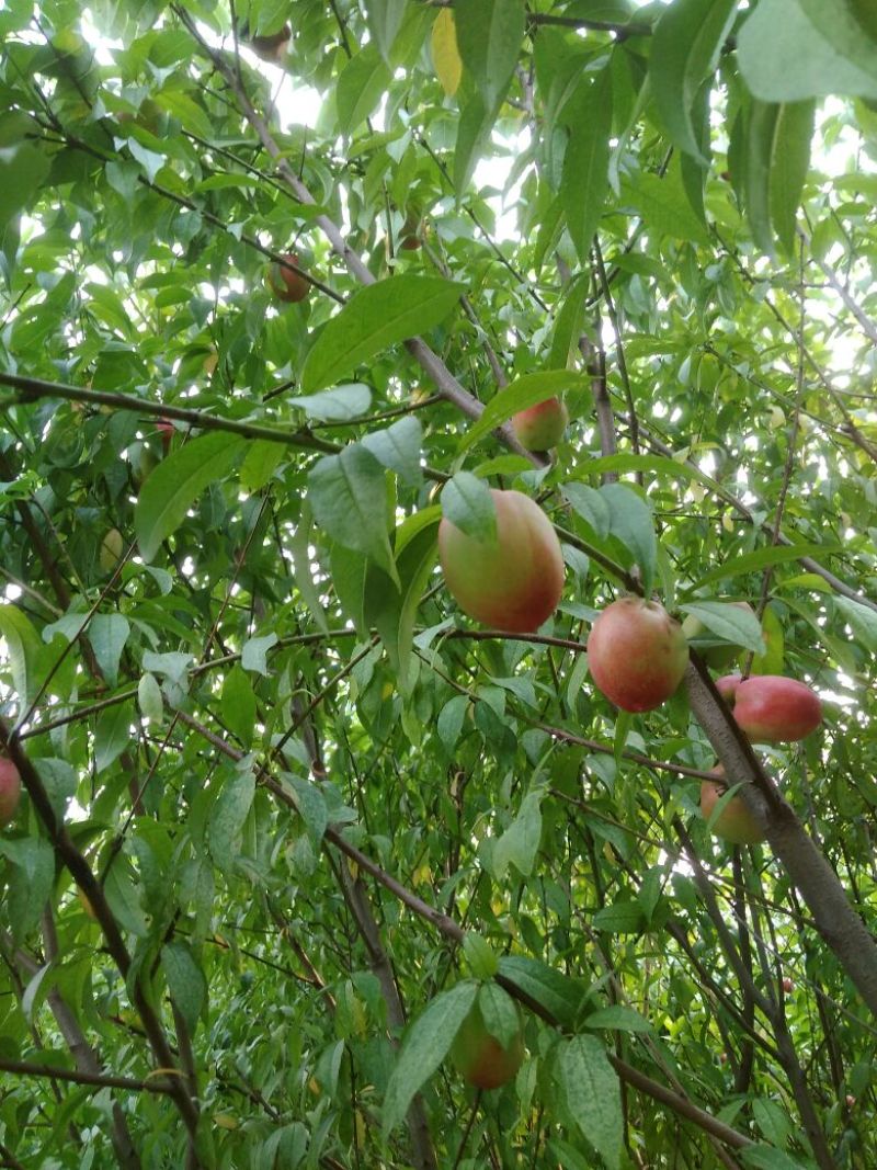 毛桃树苗70~80cm