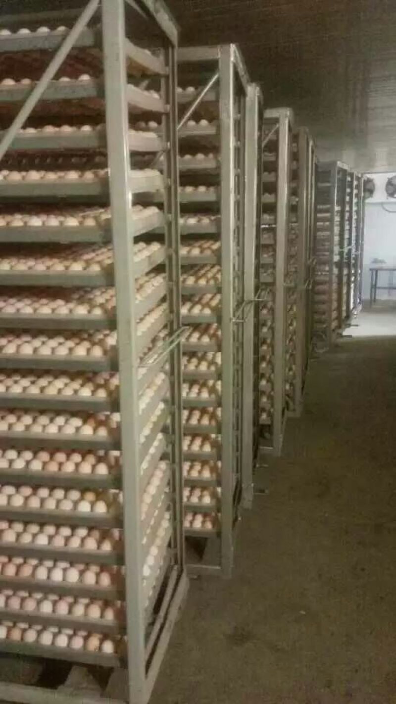 青脚土鸡苗出壳苗60~70克通货