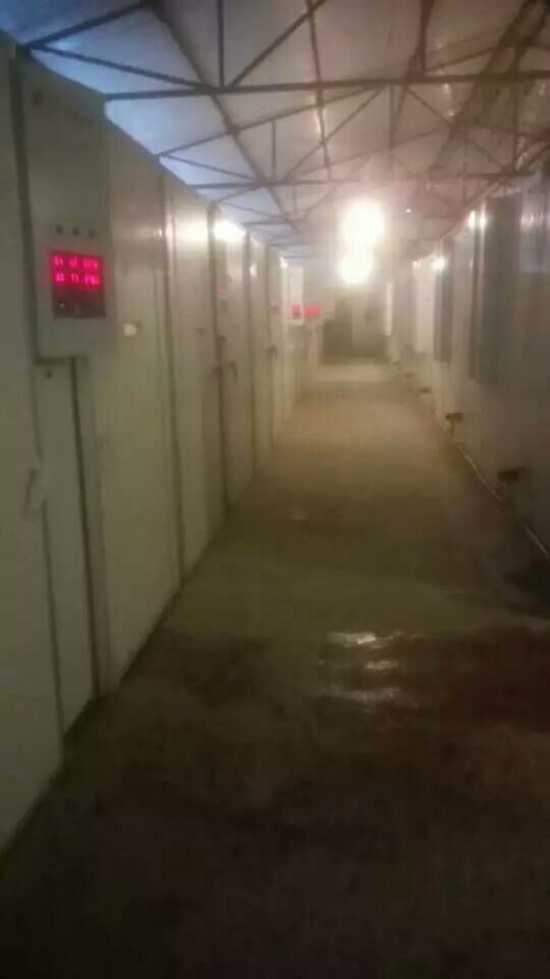 青脚土鸡苗出壳苗60~70克通货