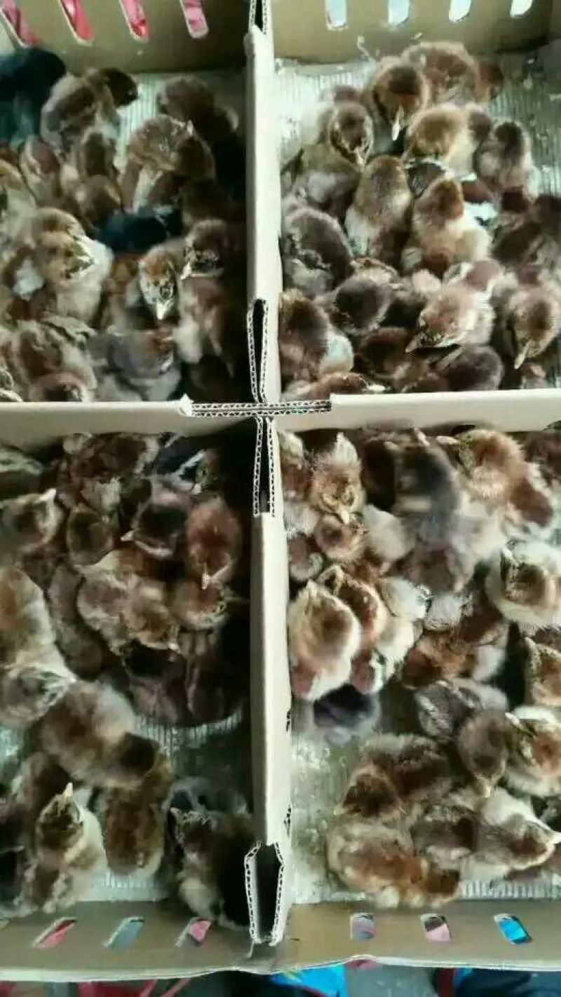青脚土鸡苗出壳苗60~70克通货