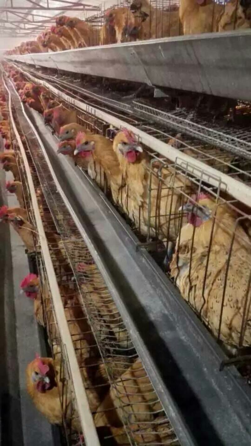 青脚土鸡苗出壳苗60~70克通货