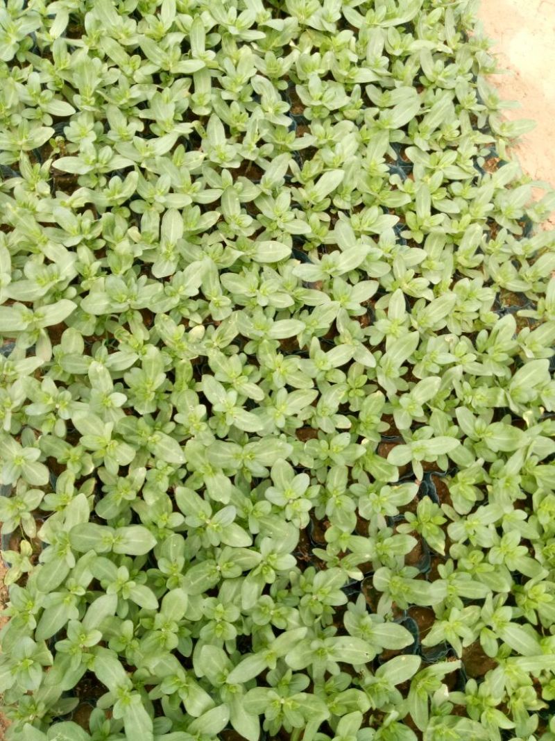 百日草种苗