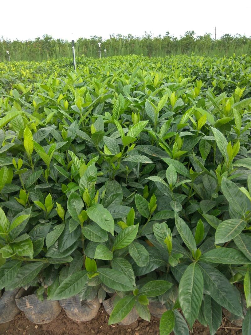 金森女贞4cm以下