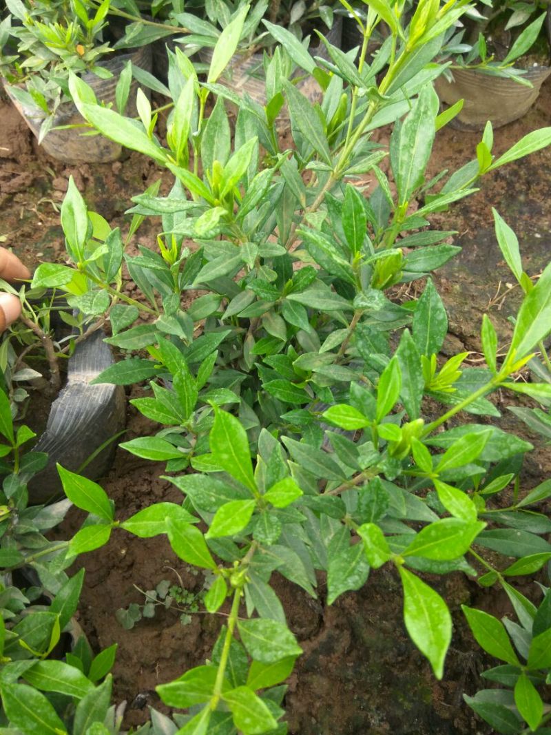 金森女贞4cm以下