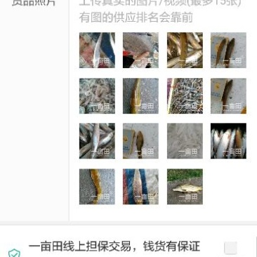 毛刀鱼食用冰鲜鱼