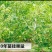 大红袍板栗苗30~50cm