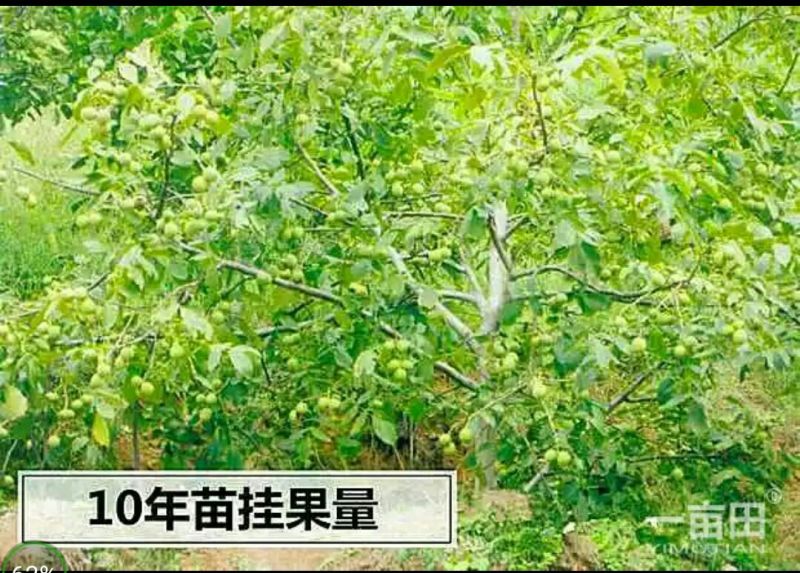 大红袍板栗苗30~50cm