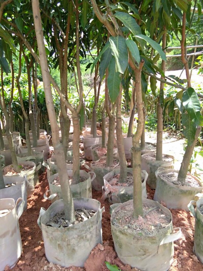 芒果苗1m以下