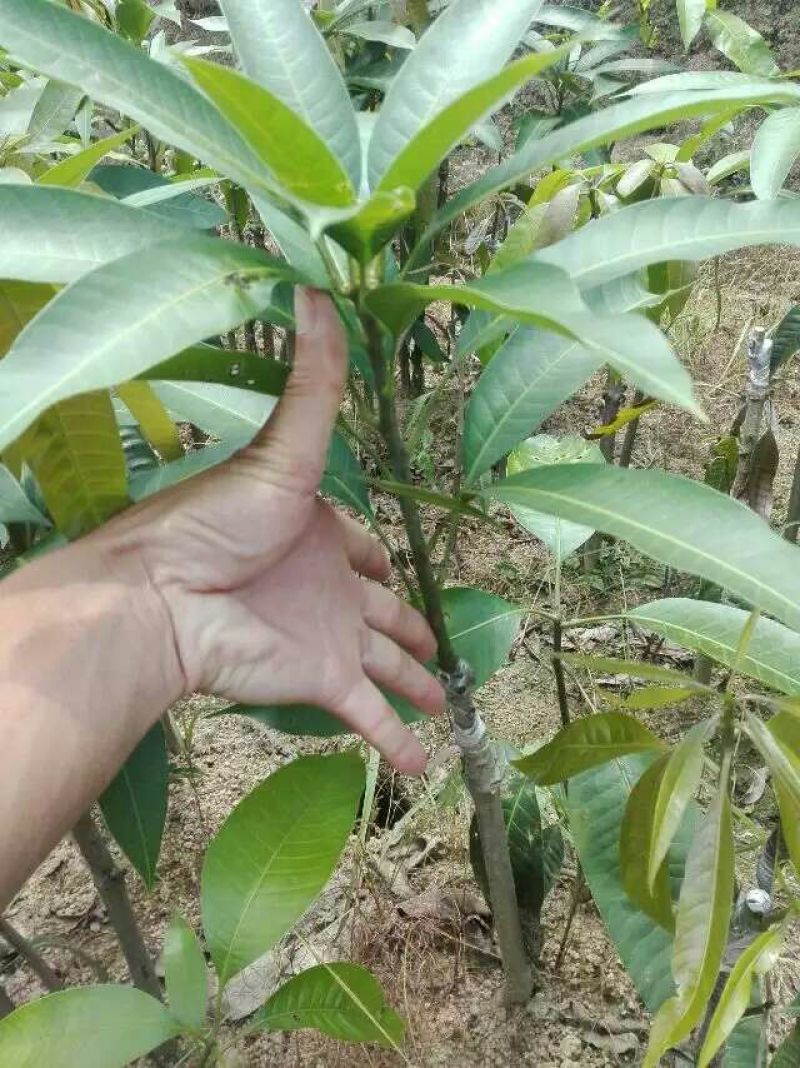 芒果苗1m以下