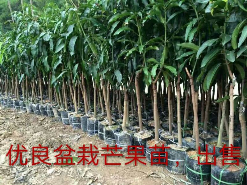 芒果苗1m以下