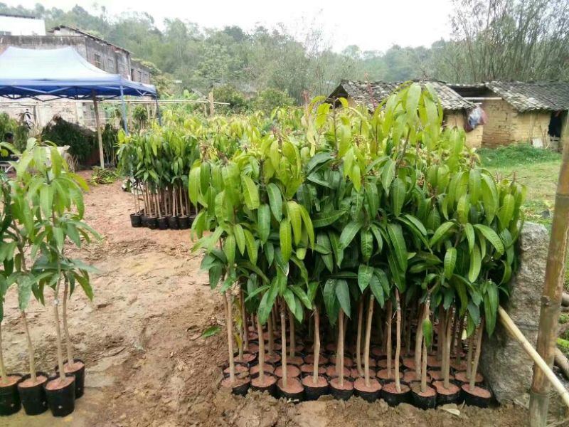 芒果苗1m以下