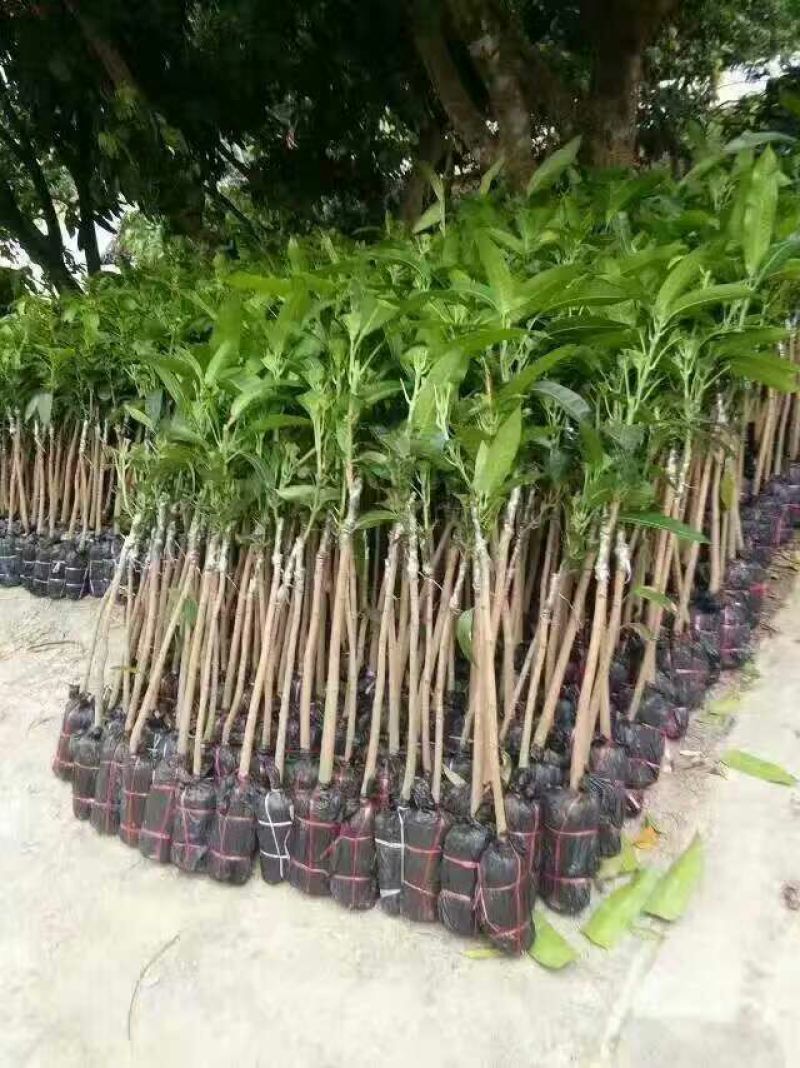 芒果苗1m以下