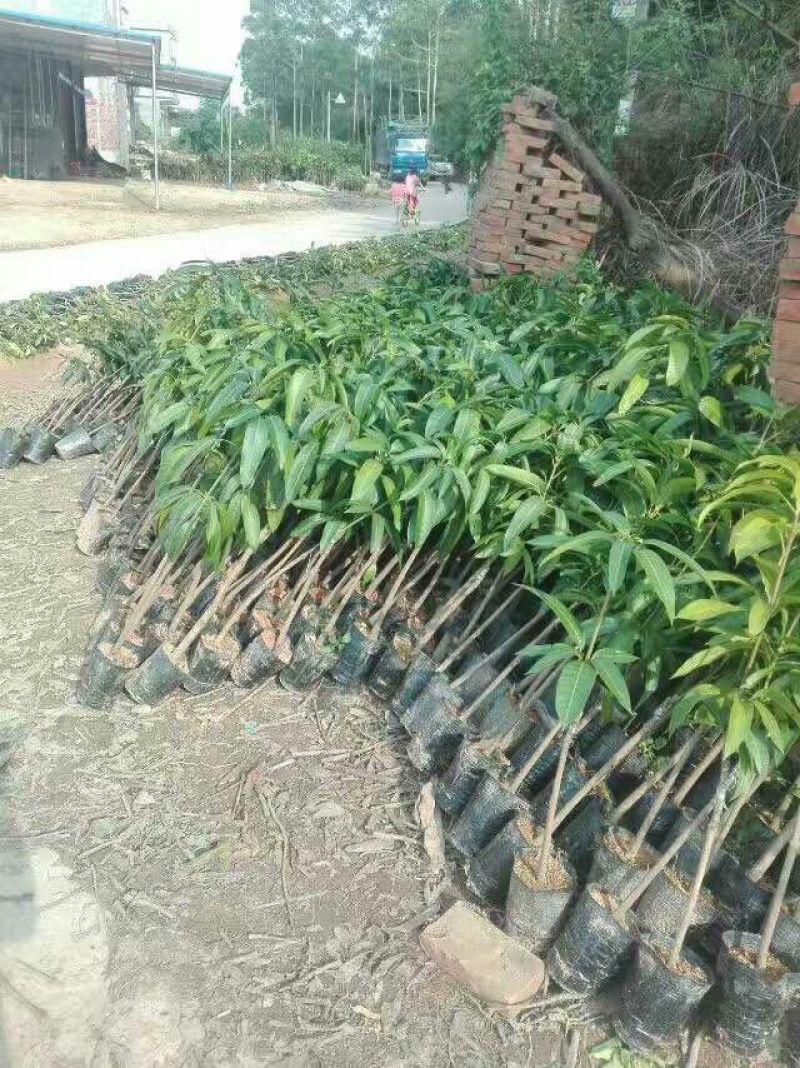 芒果苗1m以下