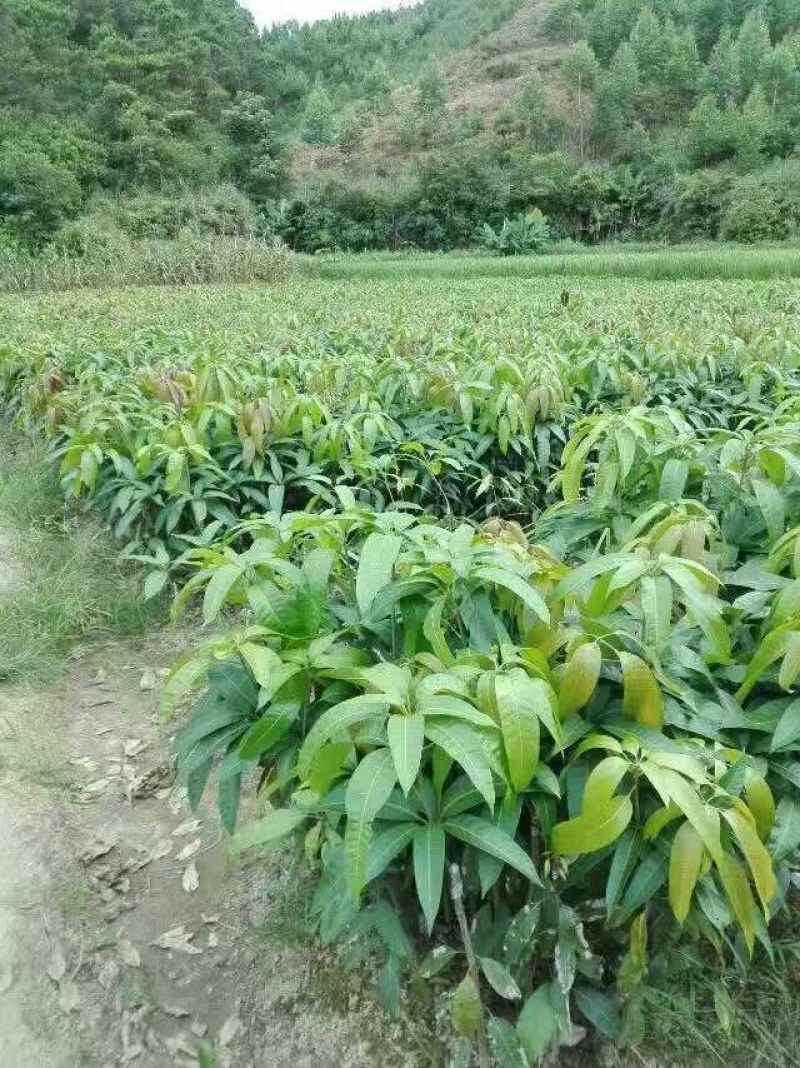 芒果苗1m以下