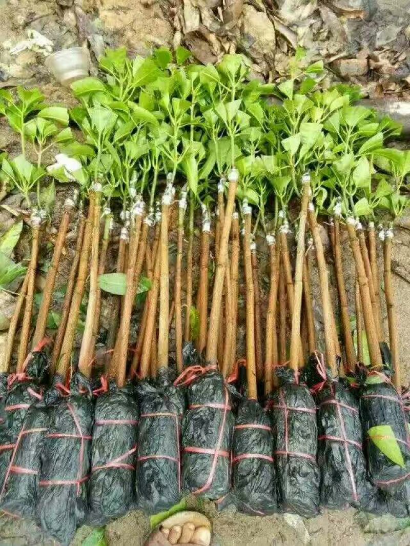 芒果苗1m以下