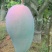 芒果苗1m以下