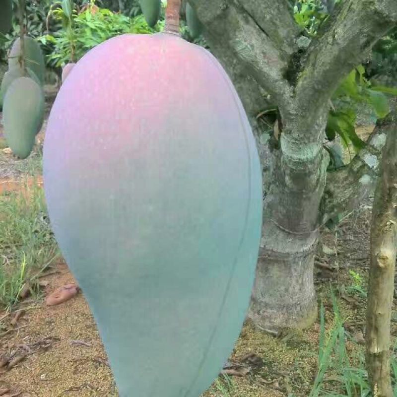 芒果苗1m以下