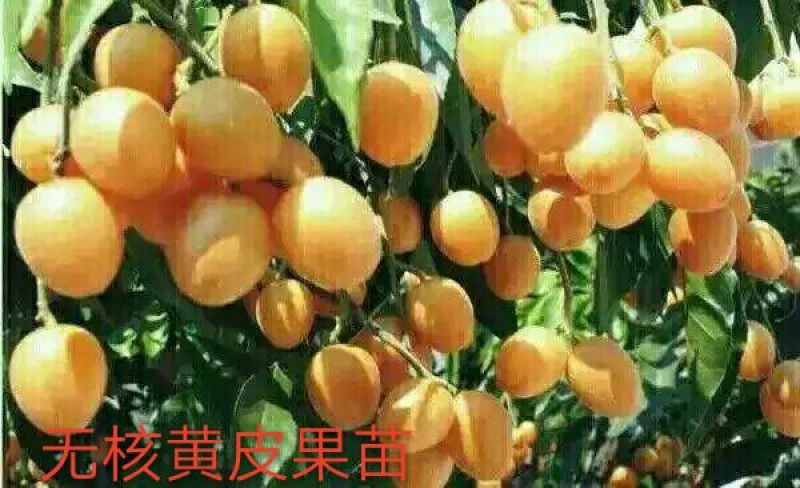 黄皮果苗30~50cmcm