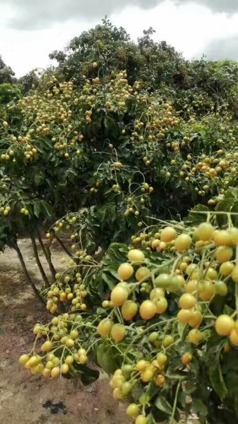 黄皮果苗30~50cmcm
