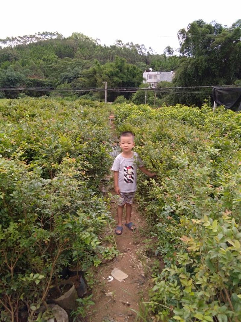 嘉宝果树苗2年