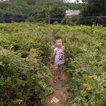 嘉宝果树苗2年