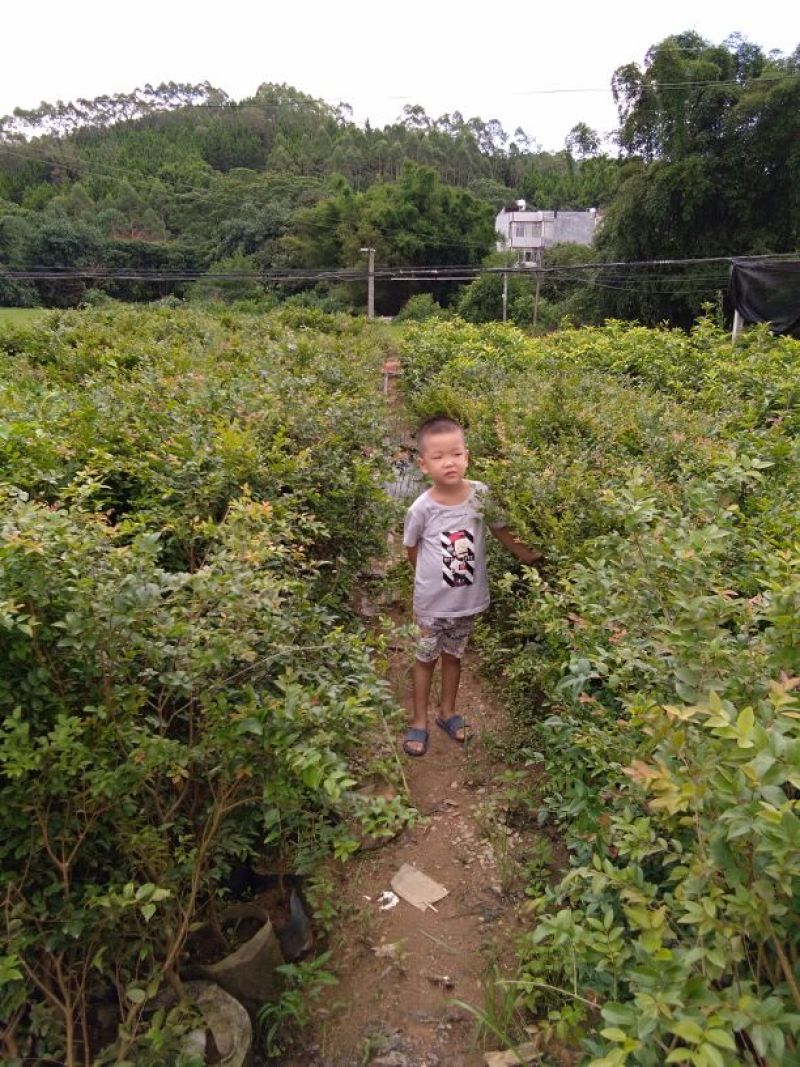 嘉宝果树苗2年