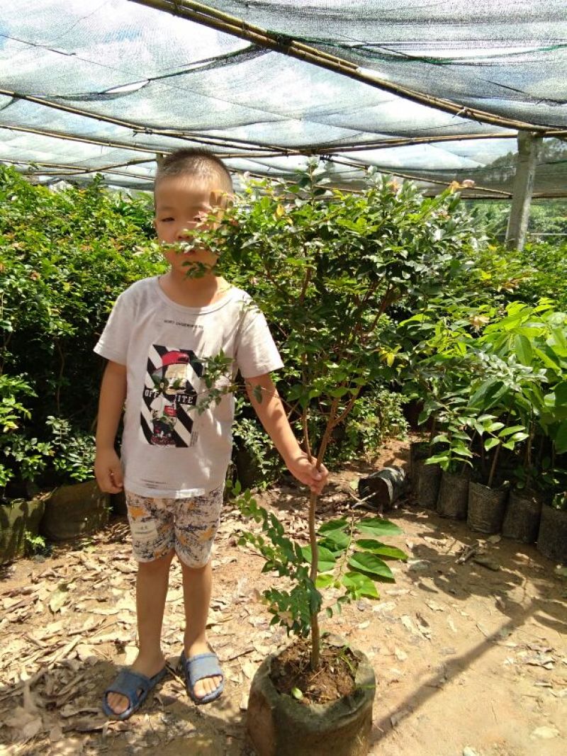 嘉宝果树苗2年