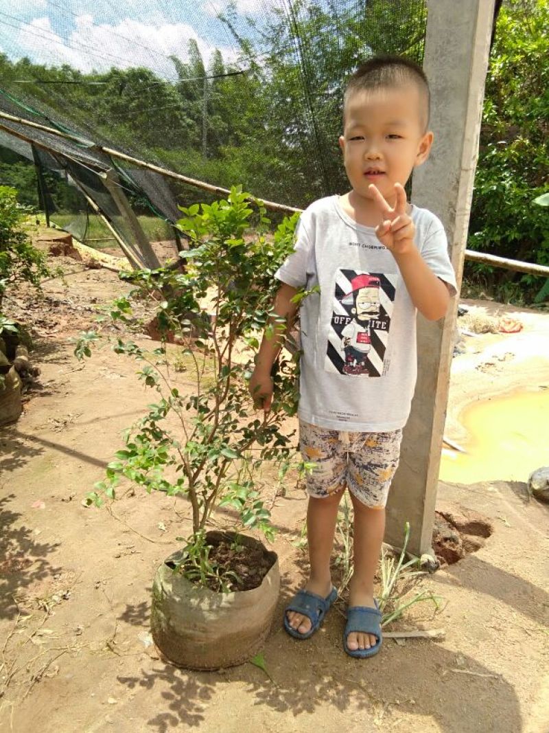 嘉宝果树苗2年