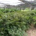 嘉宝果树苗2年