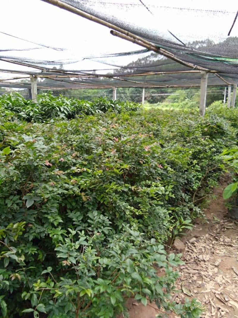 嘉宝果树苗2年