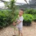 嘉宝果树苗2年