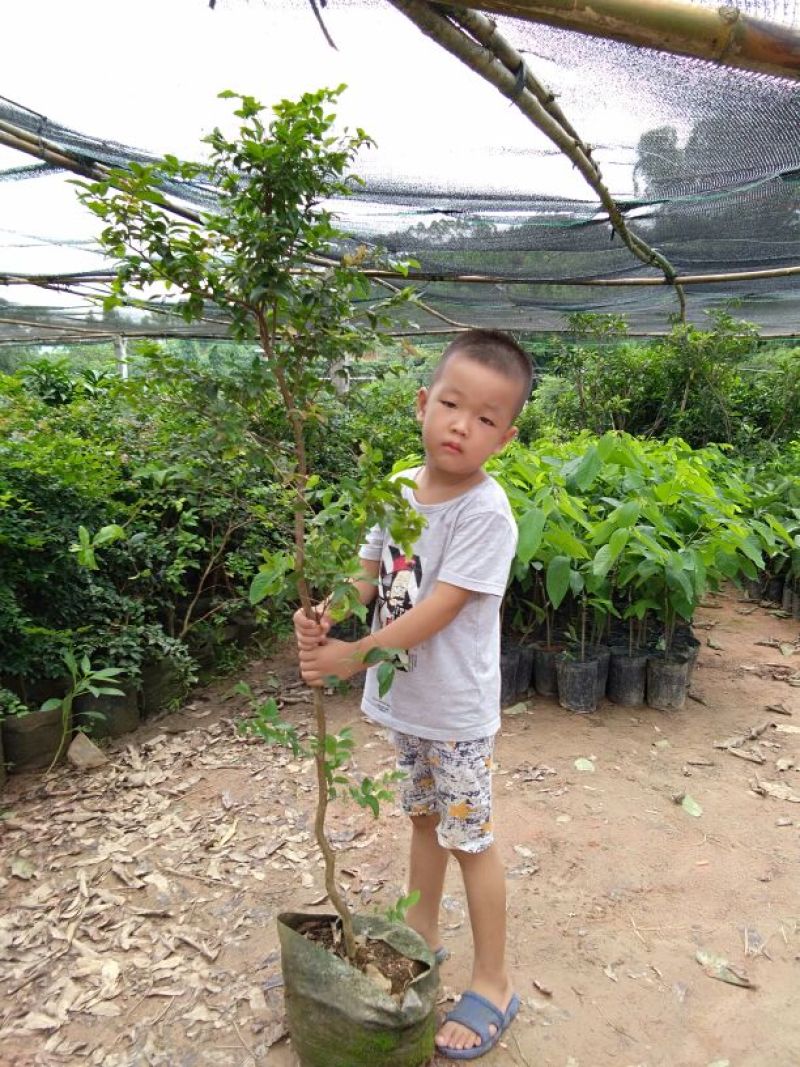 嘉宝果树苗2年